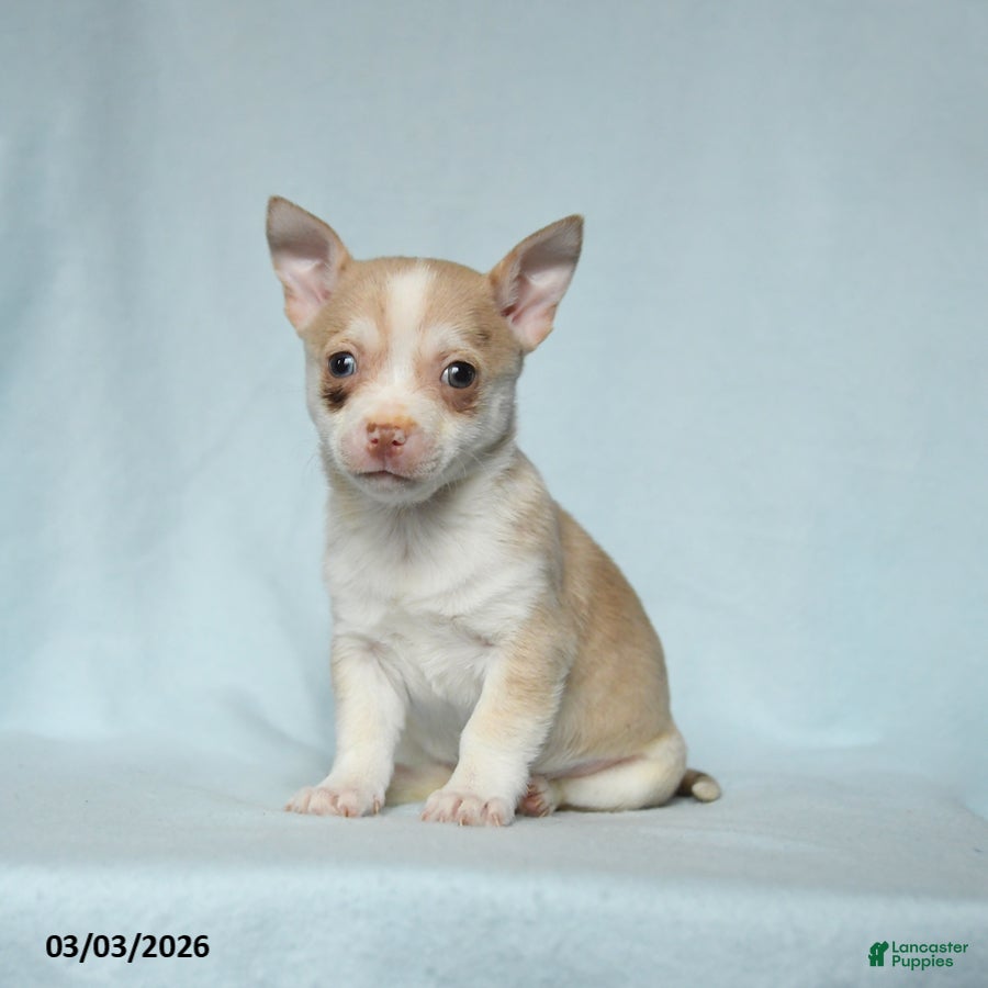 Chihuahua dogs Candy - Ad 1