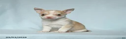 Chihuahua dogs for sale: Candy - Ad 1