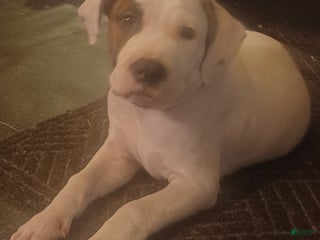 American Pit Bull Terrier dogs - Ad 2