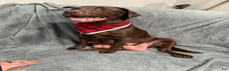 Labrador Retriever dogs for sale: Reese’s  - Ad 6