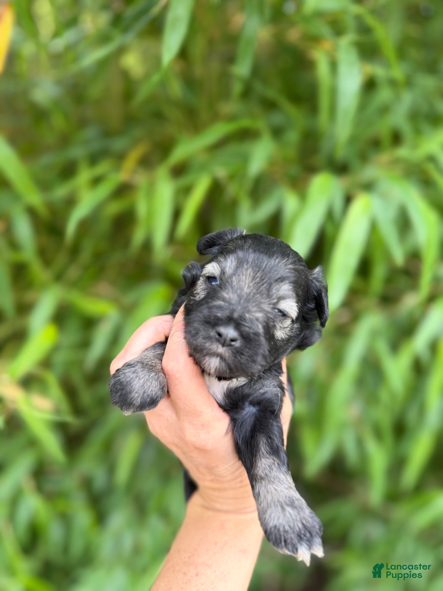 Miniature Schnauzer dogs Miniature Schnauzer Puppy 3 - Ad 33