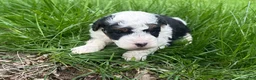 Mini Bernedoodle dogs for sale: Nacho - Ad 1