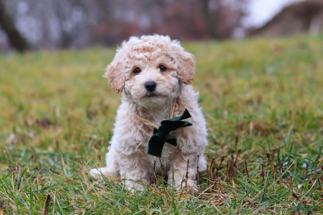 Bichpoo dogs for sale: Lucky - Ad 1