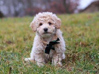 Bichpoo dogs Lucky - Ad 26