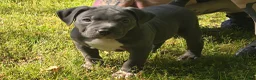 American Bully dogs for sale: Skarlet - Ad 4