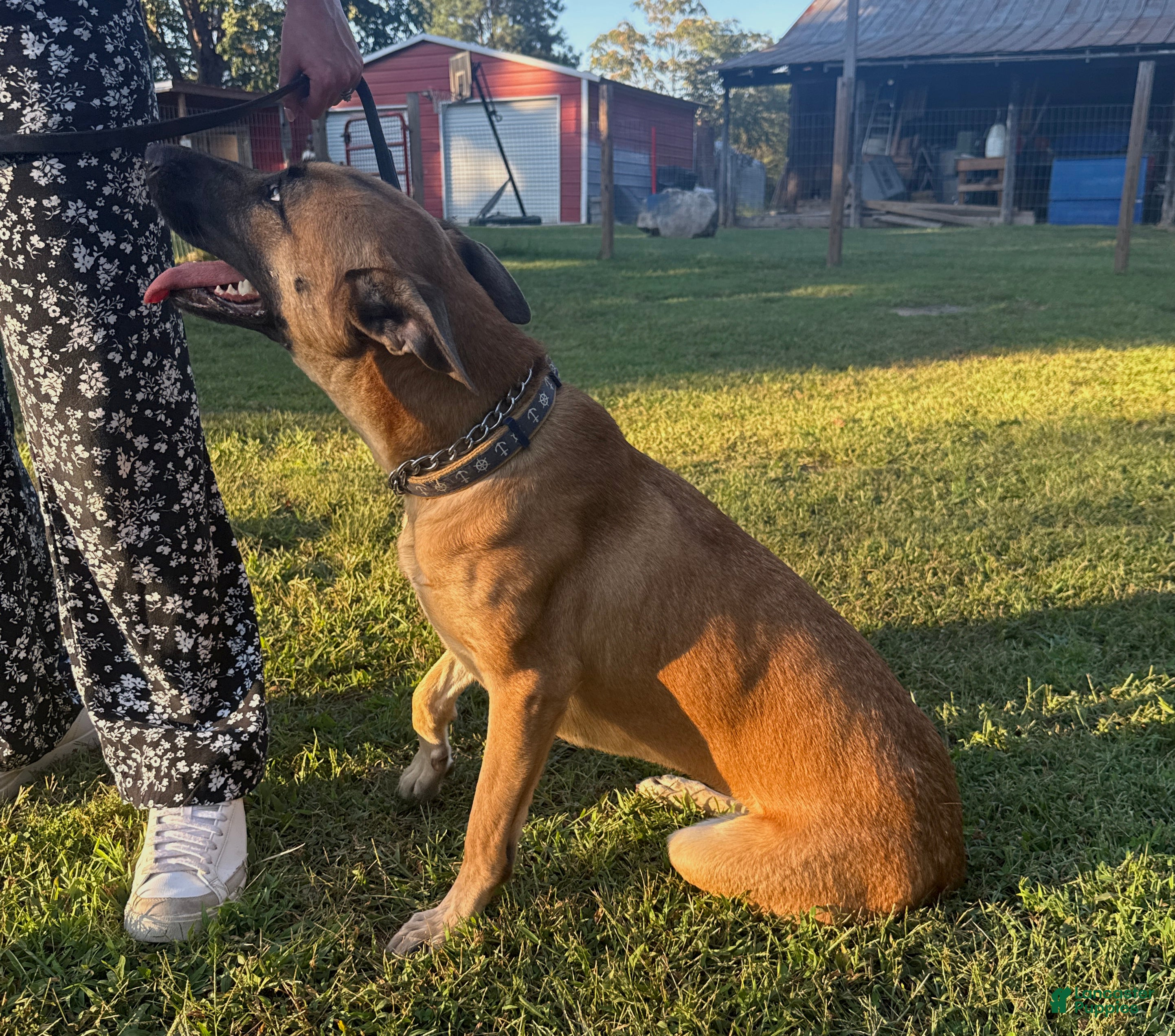 Mixed Breed dogs Katie - Ad 2