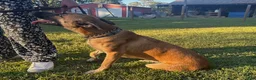 Mixed Breed dogs for sale: Katie - Ad 2