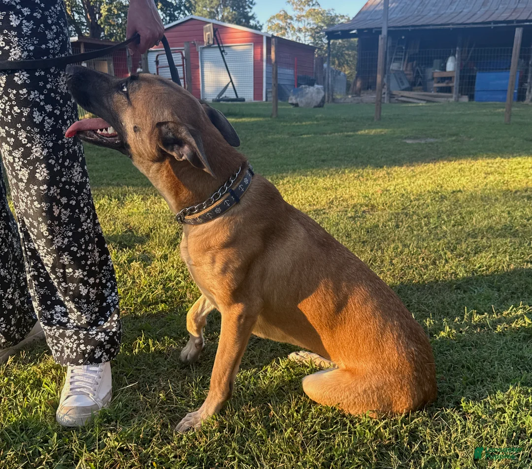 Mixed Breed dogs for sale: Katie - Ad 2