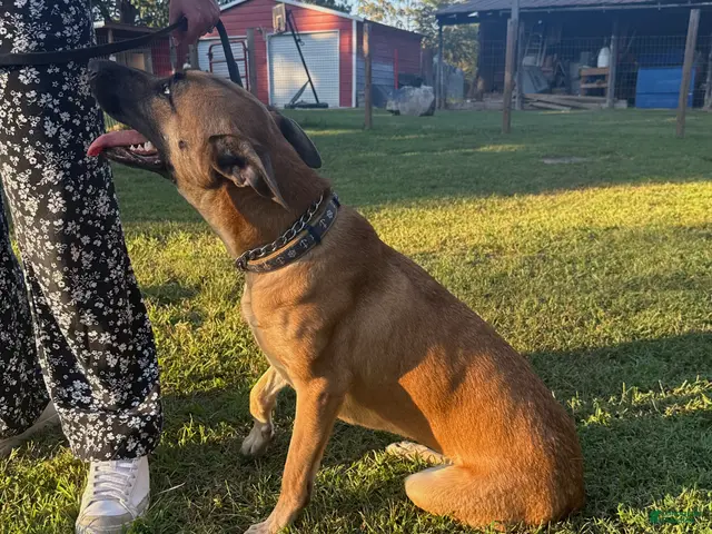 Mixed Breed dogs for sale: Katie - Ad 2