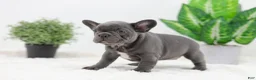 French Bulldog dogs for sale: Ginger - Ad 3