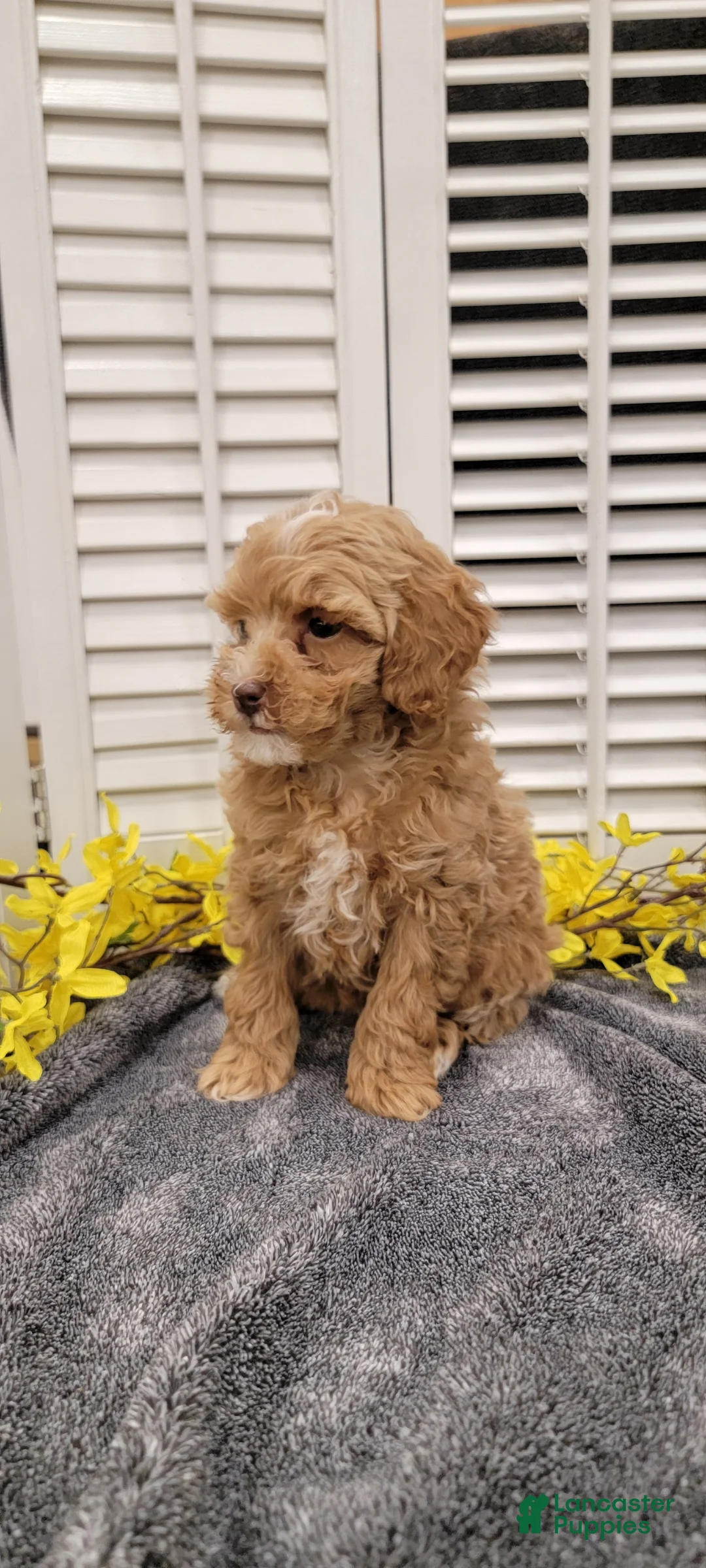 Miniature Poodle dogs for sale: Daisy - Ad 2