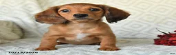 Miniature Dachshund dogs for sale: DeeDee - Ad 2