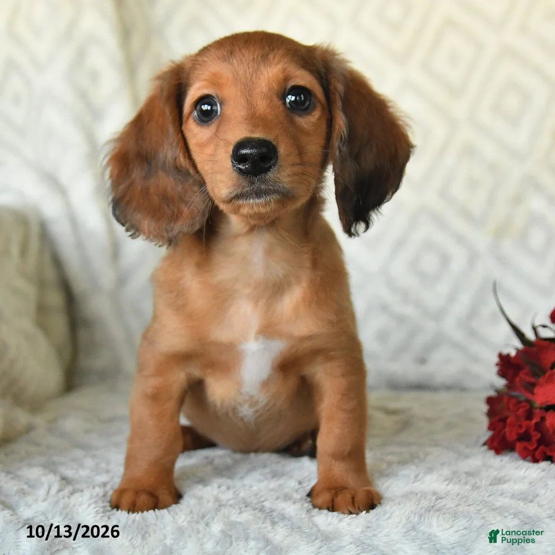 Miniature Dachshund dogs for sale: DeeDee - Ad 2