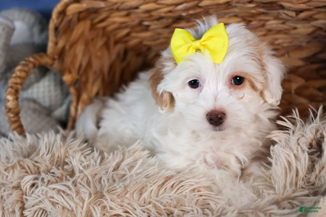 Havapoo dogs for sale: FRANNY - Ad 7