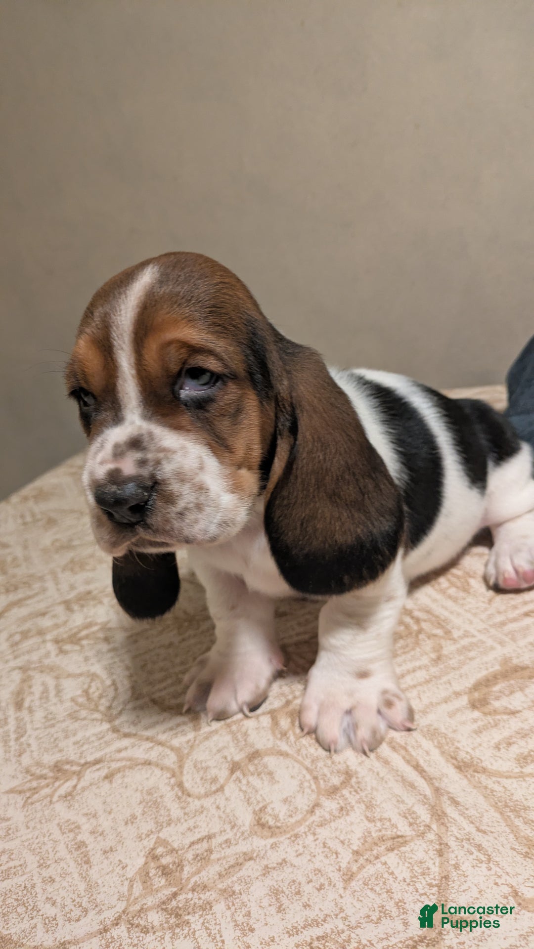 Basset Hound dogs for sale: Ty - Ad 6