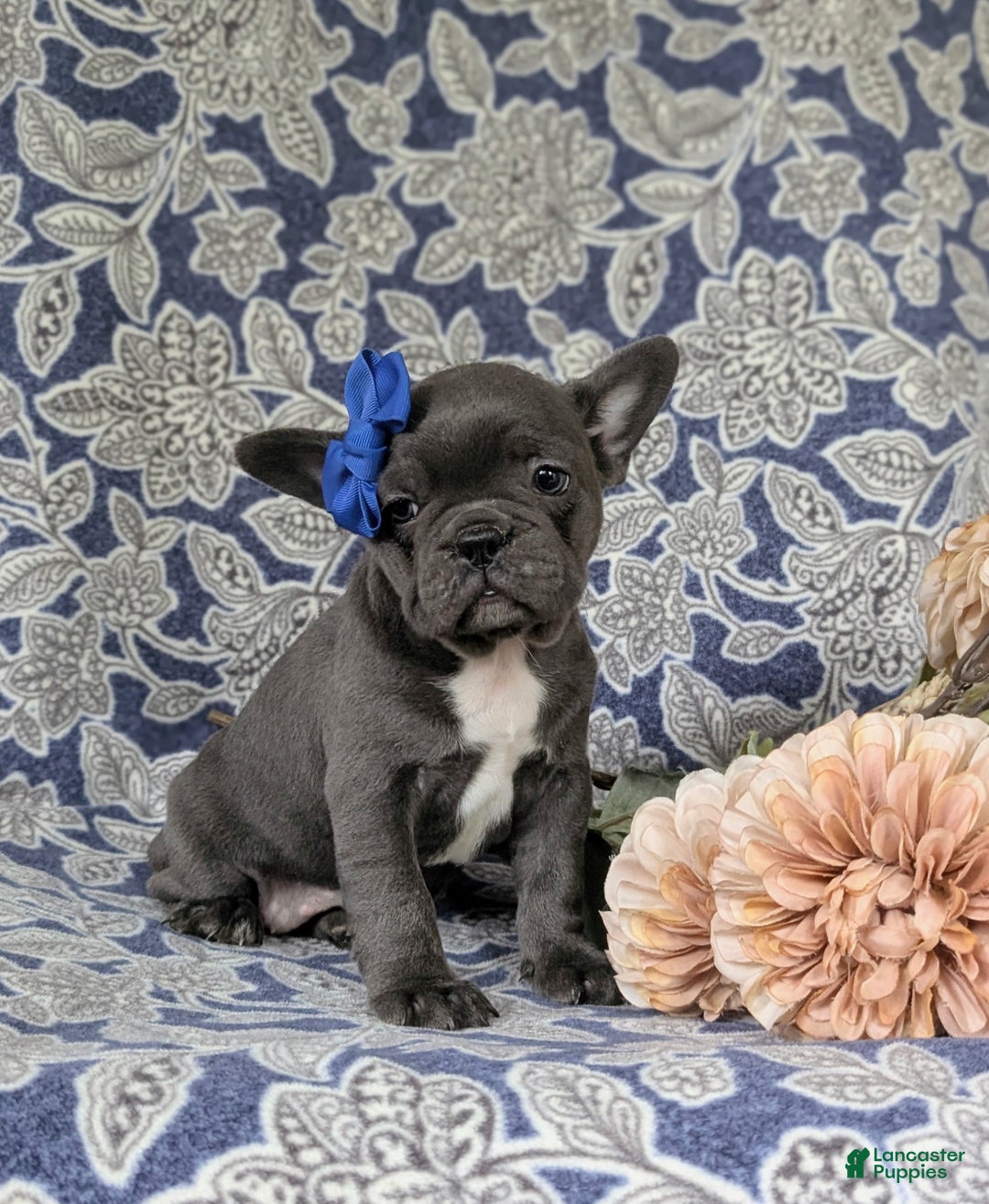 French Bulldog dogs for sale: Nadia - Ad 9