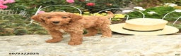 Miniature Poodle dogs for sale: Dixie - Ad 3