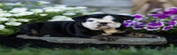 English Bulldog dogs for sale: Winnie English Bulldog  - Ad 3