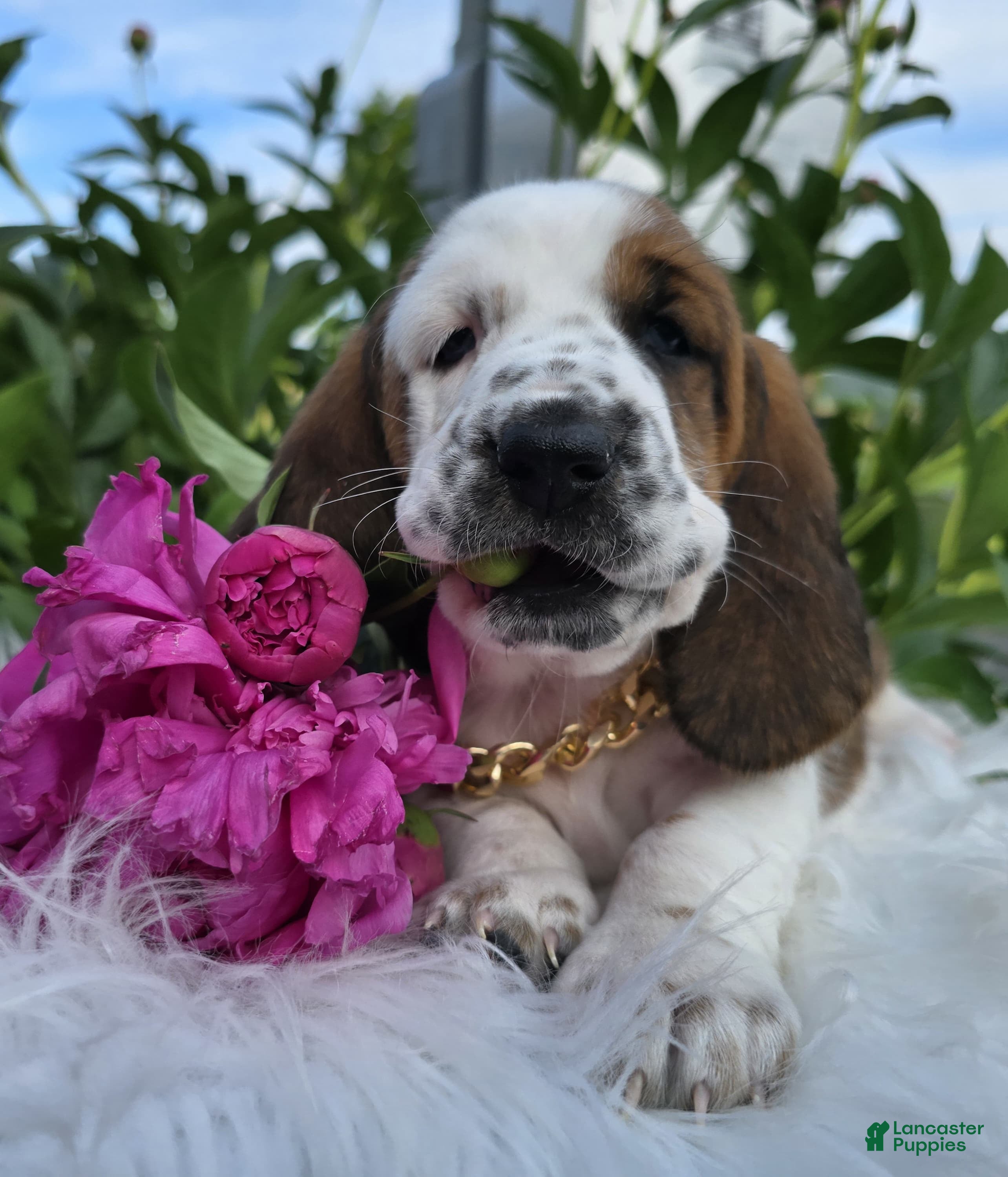 Basset Hound dogs for sale: Thelma - Ad 4