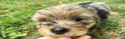 Yorkshire Terrier dogs for sale: Blue beauty - Ad 8