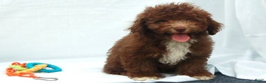 Miniature Poodle Puppy 6 Amos