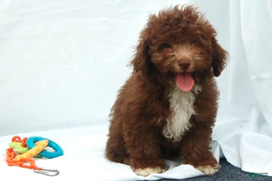 Miniature Poodle dogs for sale: Miniature Poodle Puppy 6 Amos - Ad 1