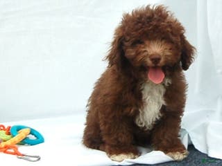 Miniature Poodle dogs for sale: Miniature Poodle Puppy 6 Amos - Ad 2