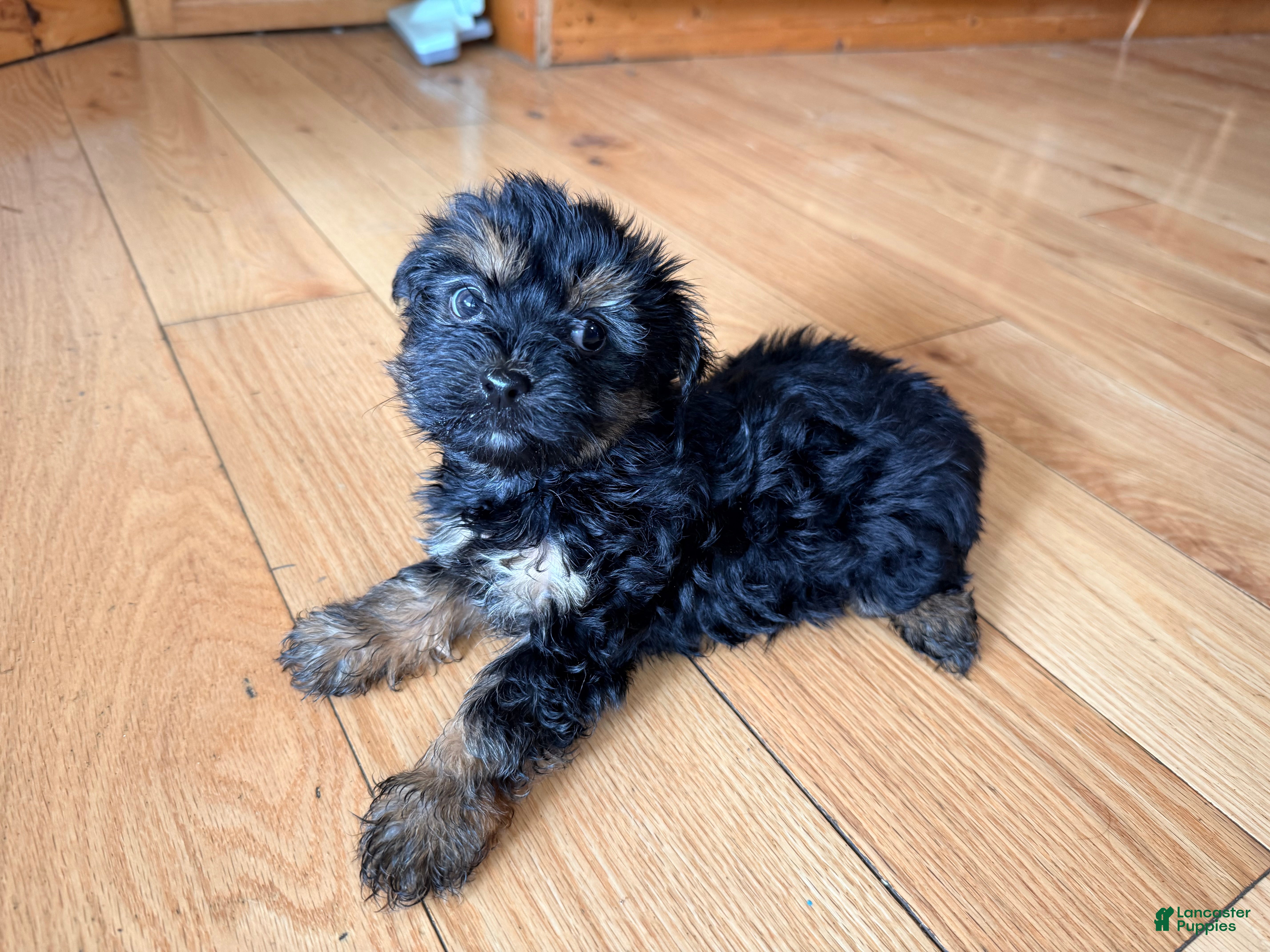 Morkie dogs Buster - Ad 1