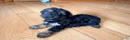 Morkie dogs for sale: Buster - Ad 1
