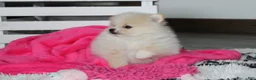 Pomeranian dogs for sale: Raine - Ad 5
