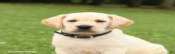 Labrador Retriever dogs for sale: Muffin - Ad 4
