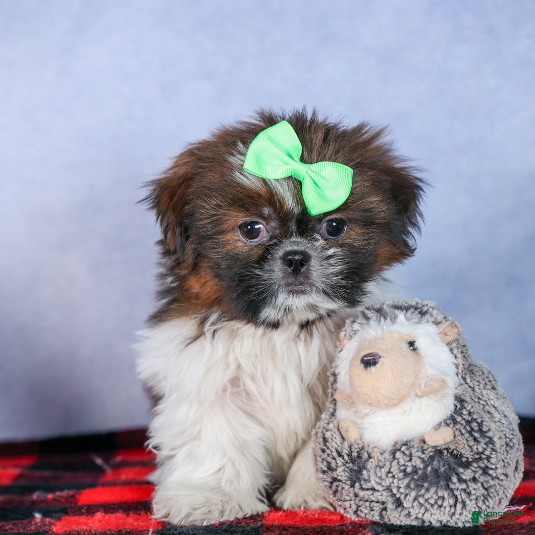 Shih Tzu dogs for sale: MARLEY - Ad 2