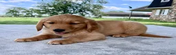 Golden Retriever dogs for sale: Dawson - Ad 4