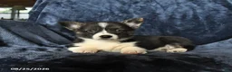 Welsh Corgi Pembroke dogs for sale: River - Ad 3