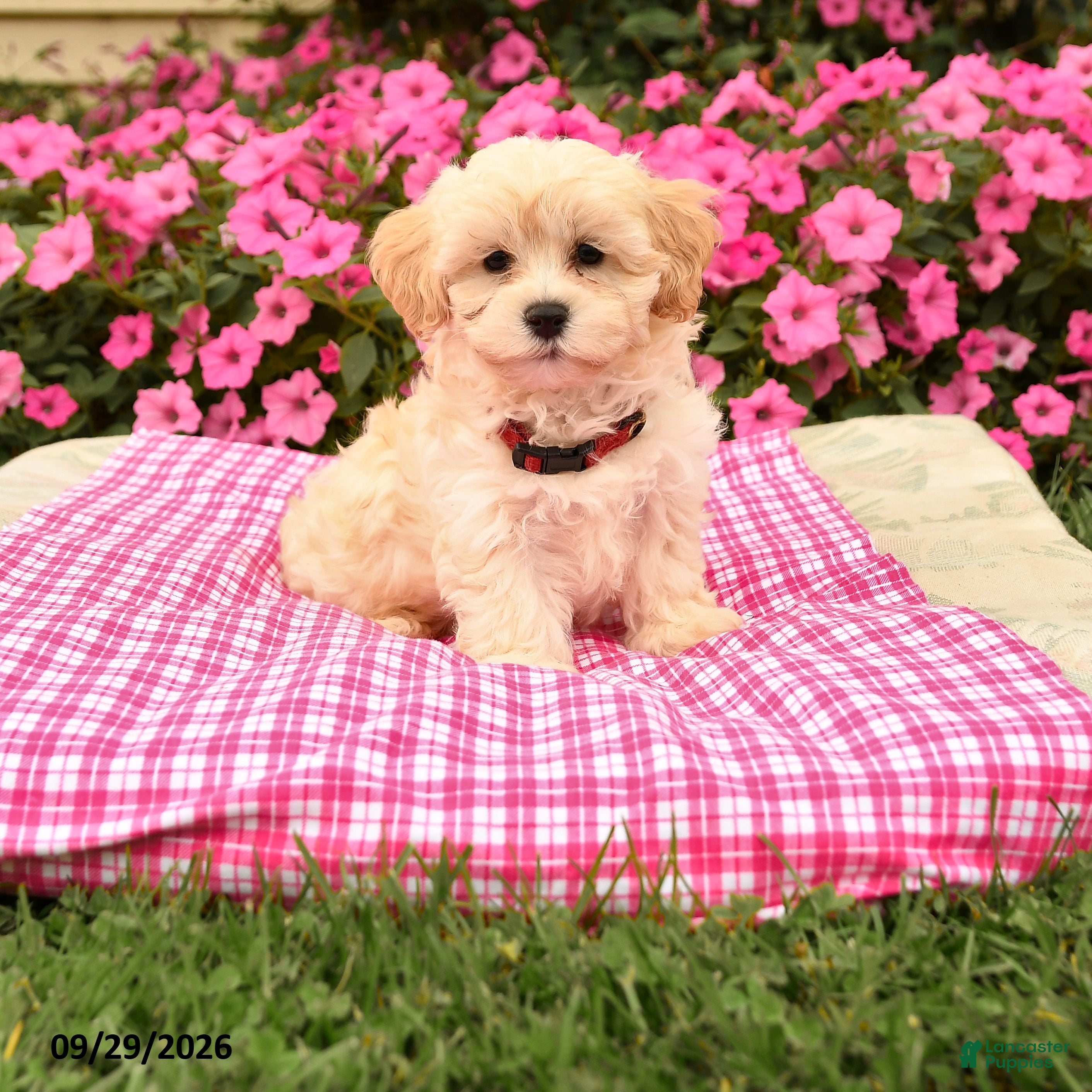 Maltipoo dogs Otis - Ad 1