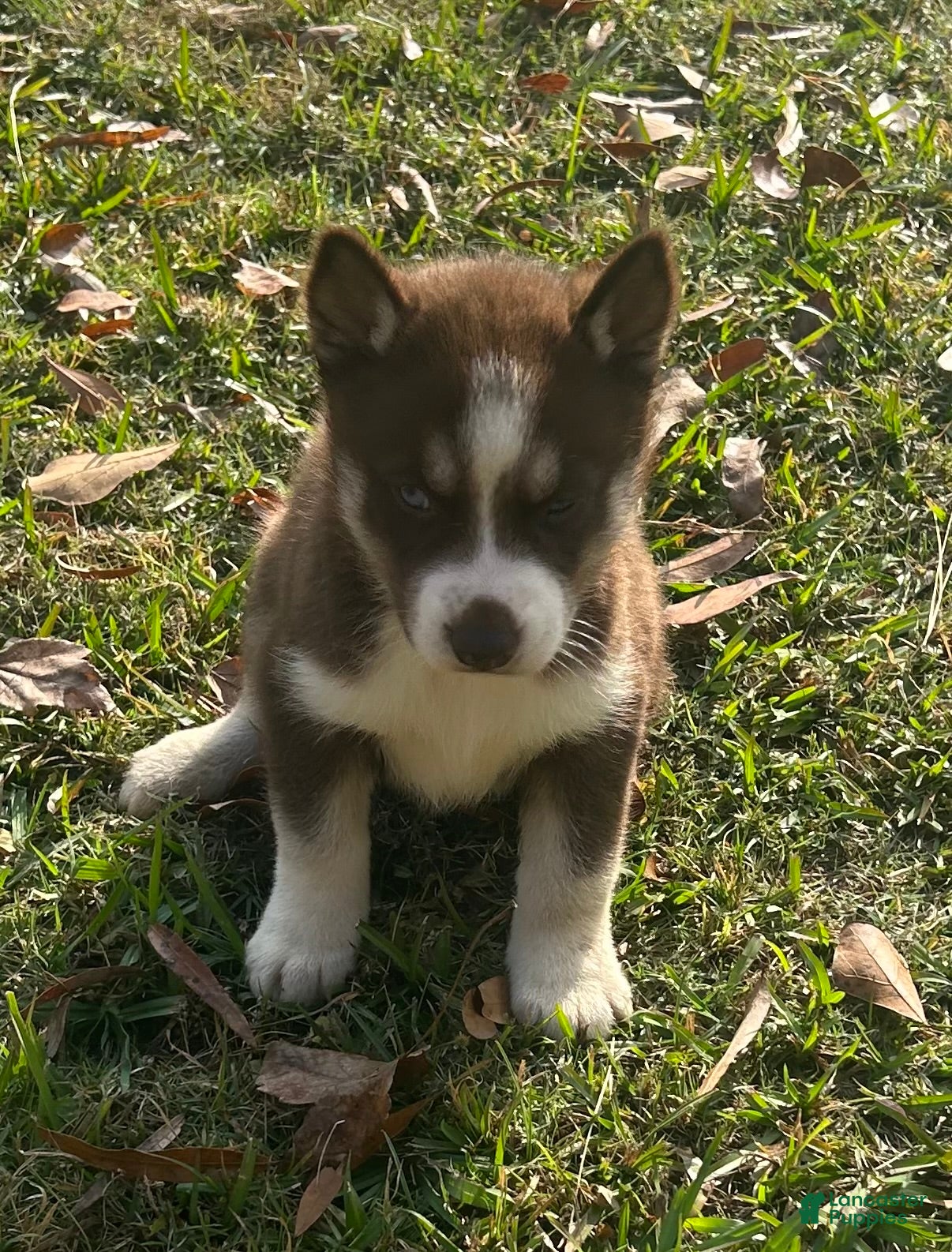 Siberian Husky dogs Natalie - Ad 25