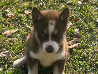 Siberian Husky dogs Natalie - Ad 40