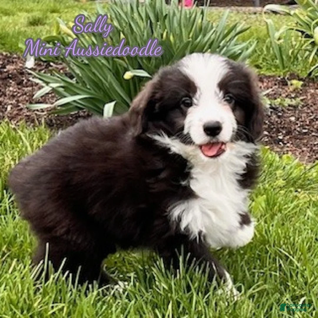 Mini Aussiedoodle dogs for sale: Sally - Ad 1