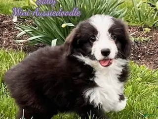 Mini Aussiedoodle dogs for sale: Sally - Ad 4
