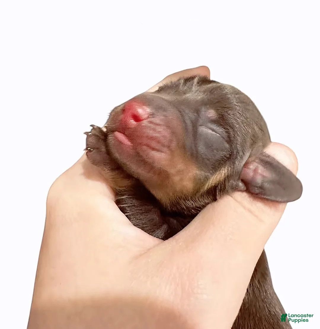 Miniature Dachshund dogs for sale: Chocolate and Tan boy - Ad 2