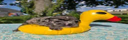 Olde English Bulldogge dogs for sale: Ruble - Ad 5