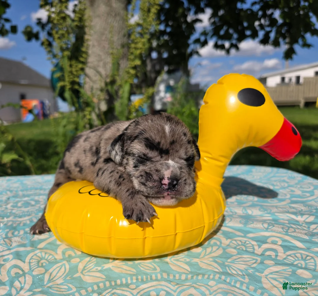Olde English Bulldogge dogs for sale: Ruble - Ad 5