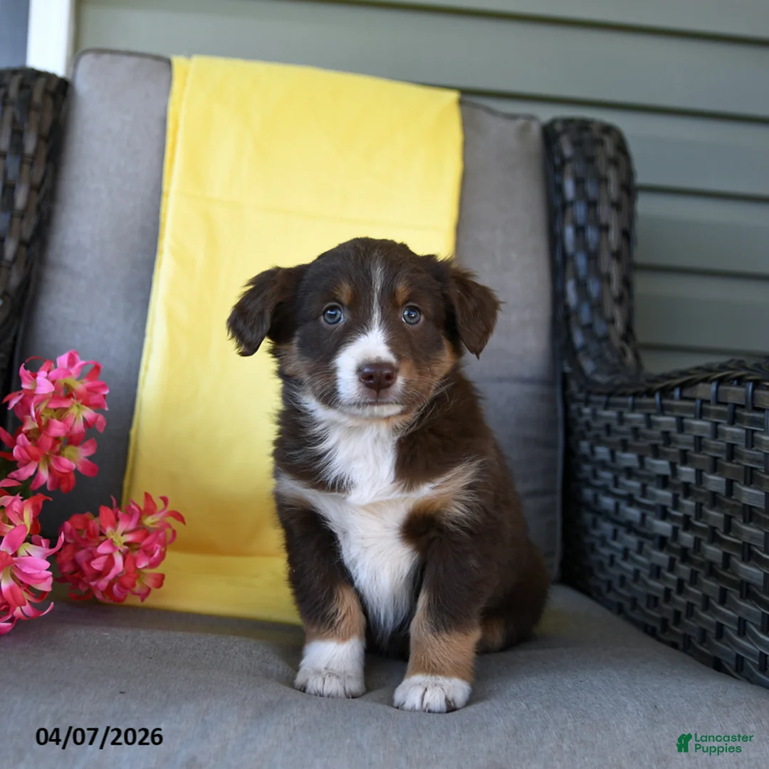 Australian Shepherd dogs for sale: Remi  - Ad 5