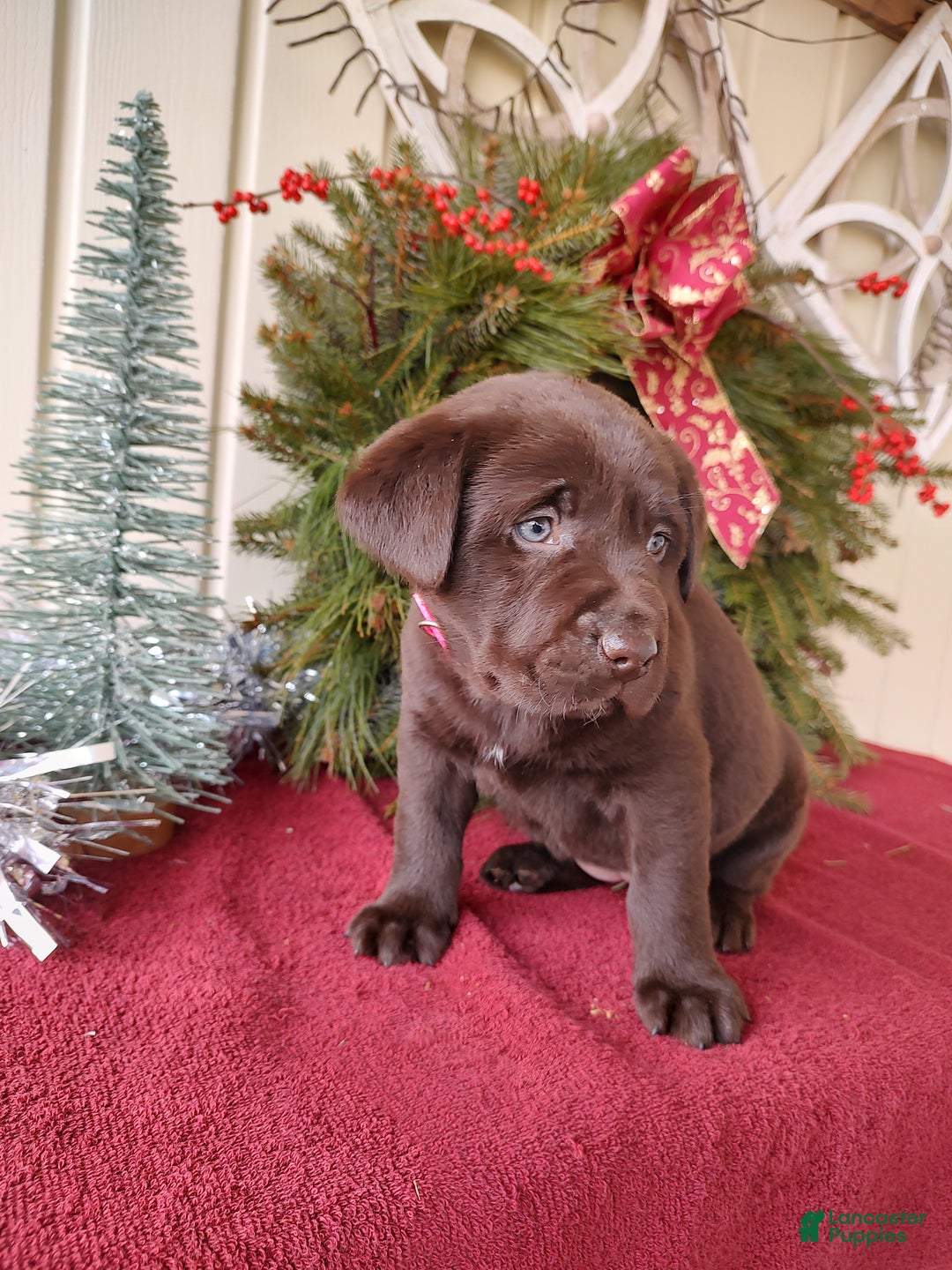 Labrador Retriever dogs for sale: Noel - Ad 9