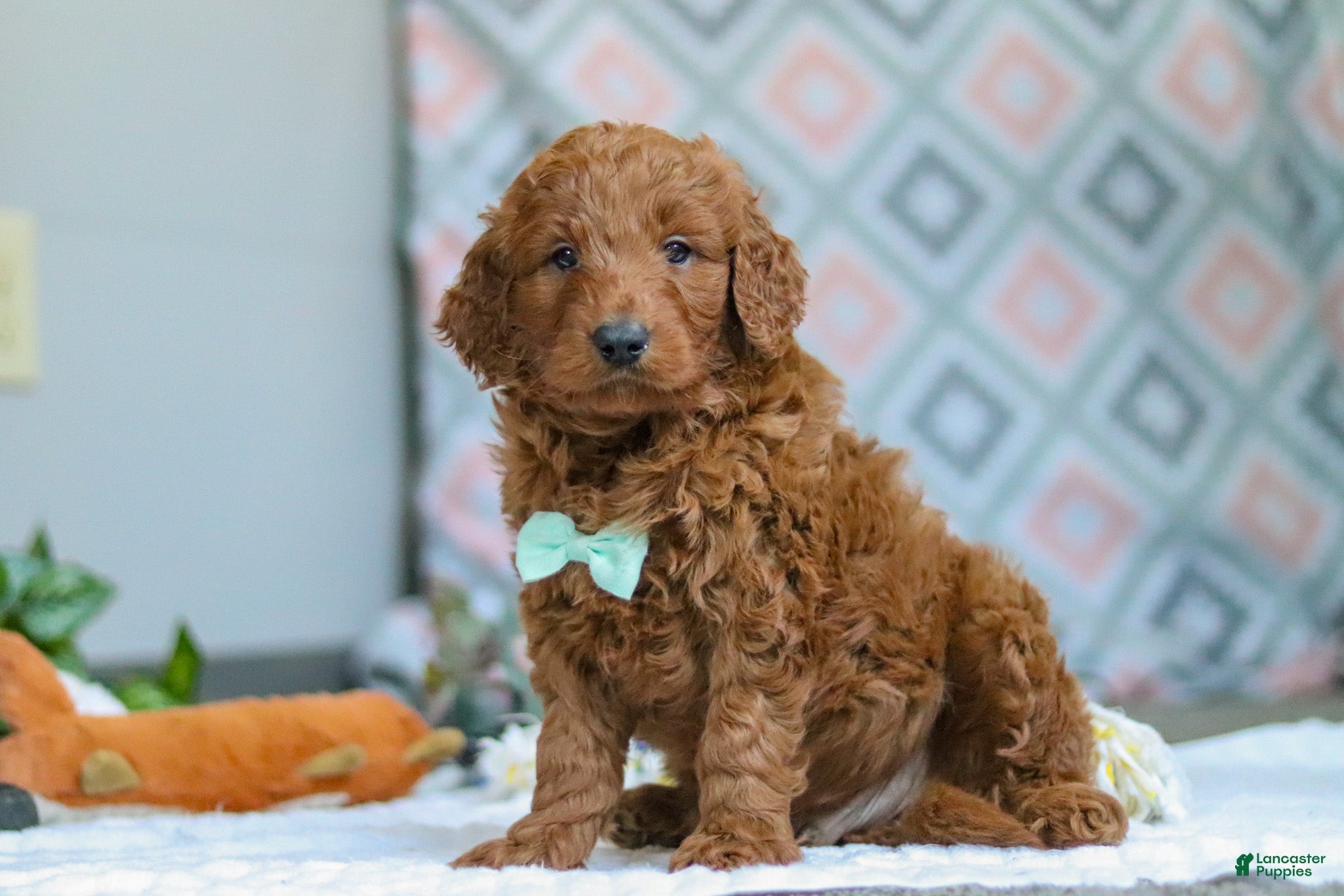 Goldendoodle dogs Teddy - Ad 1