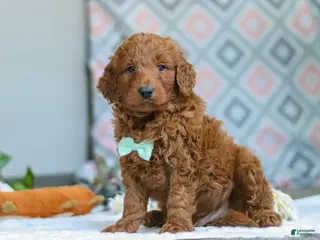 Goldendoodle dogs for sale: Teddy - Ad 3