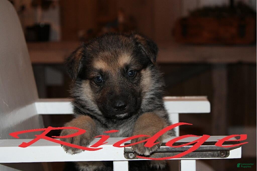 German Shepherd dogs German Shepherd Puppy 1 Ridge - Ad 34