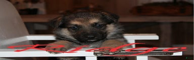 German Shepherd Puppy 1 Ridge