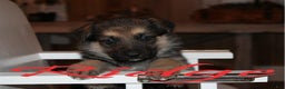 German Shepherd dogs for sale: German Shepherd Puppy 1 Ridge - Ad 1