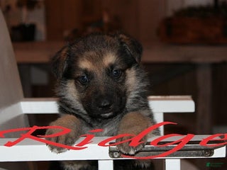 German Shepherd dogs German Shepherd Puppy 1 Ridge - Ad 34